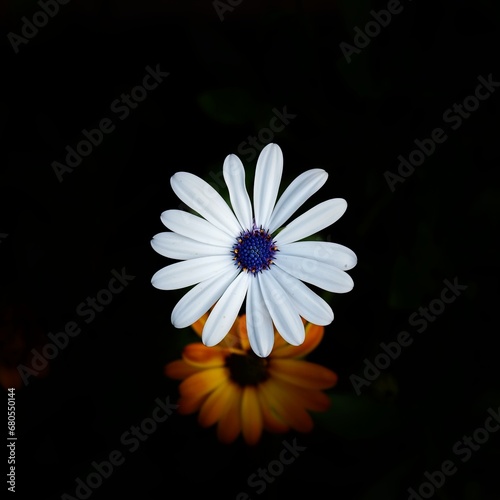 Detail of flower White African daisy or Cape Daisy