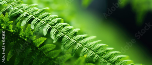 Macro shot of a lush green fern.