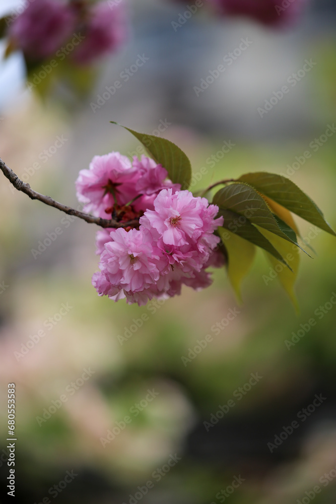 Fototapeta premium 満開の関山の花