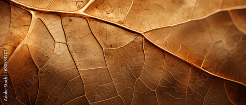 Ultra-close view of a dry leaf's texture. photo