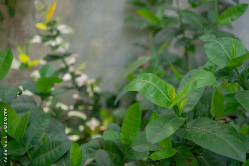 Obraz premium Green leaf of Saraca asoca on the domestic park. The photo is suitable to use for nature background flower poster and botanical content media.