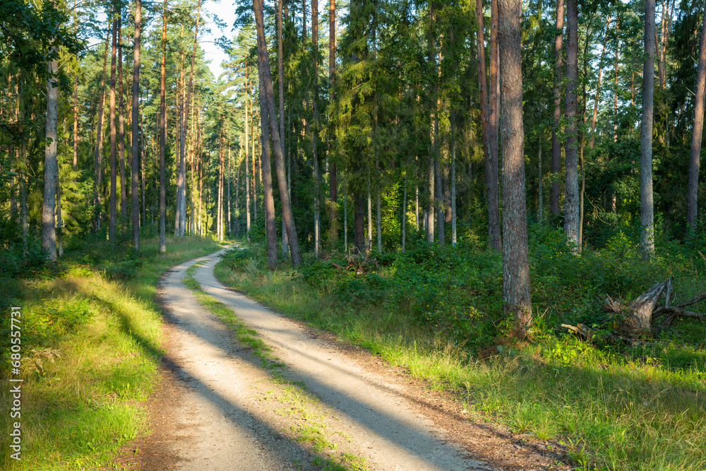 Fototapeta premium Forest roads in the wilderness