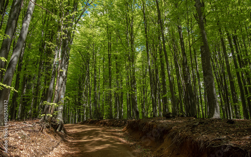 A road passing through a dense beech forest in a sunny spring day. The trees and their leaves are blooming with bright green color. Luxuriant vegetation in Carpathia, Romania.