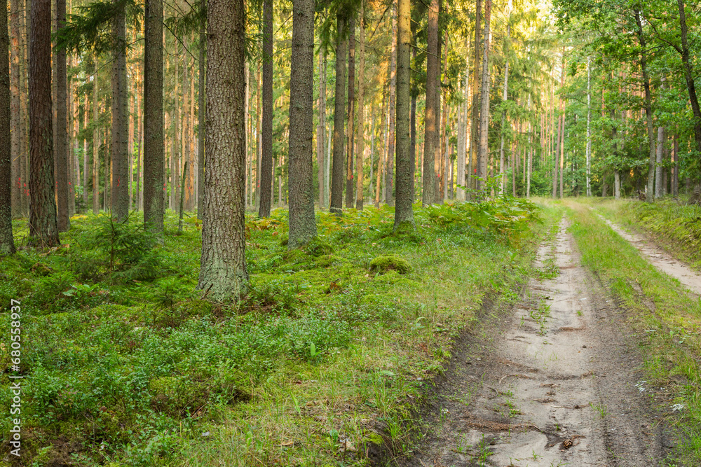 Forest roads in the wilderness