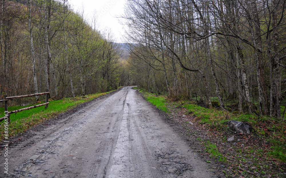A road passing through a birch forest in a rainy spring day. The trees and their leaves are starting blooming. Luxuriant vegetation in Carpathia, Romania.