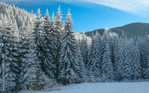 Frozen and snowed spruce tree woodlands during winter season. A thick layer of snow covers the coniferous forests of Latorita Mountains. Carpathia, Romania. photo