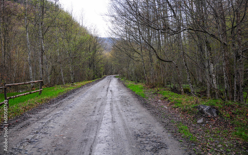 A road passing through a birch forest in a rainy spring day. The trees and their leaves are starting blooming. Luxuriant vegetation in Carpathia, Romania.