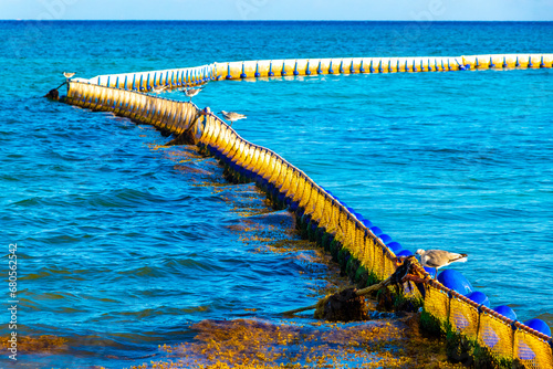 Seaweed Sargazo net caribbean beach water Playa del Carmen Mexico.