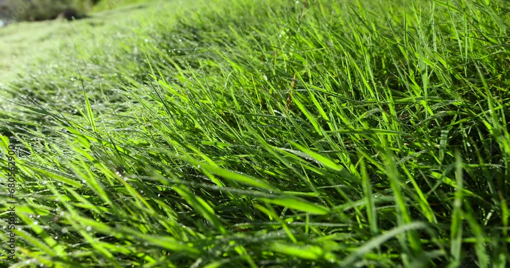 grass covered with dew drops in the morning dawn, grass with drops of pure water at dawn in autumn grass covered with dew drops in the morning dawn, grass with drops of pure water at dawn in autumn