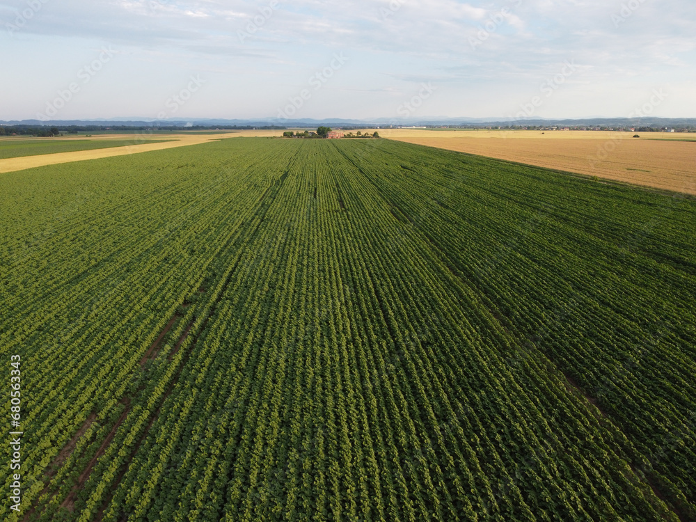 Corn field, aerial drone shot. Stalks of young corn grow in the field.