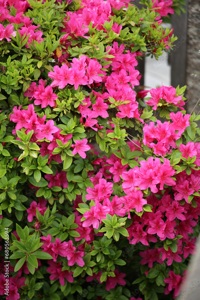 庭に咲く赤いツツジの花 庭に咲く赤いツツジの花