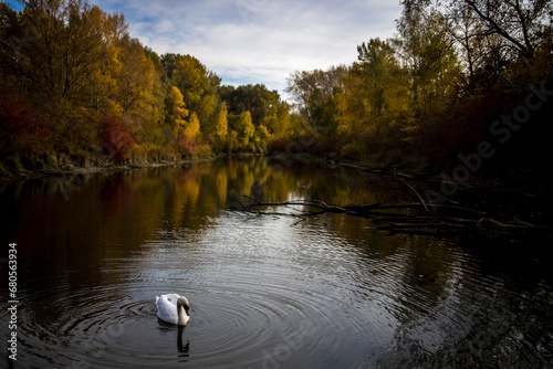 LAGO CON CISNE