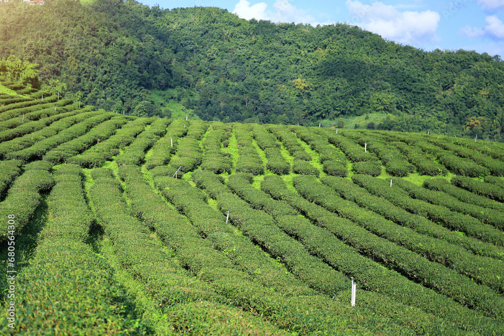 Dio Mae Salong Tea Plantation, Chiangrai, Thailand
