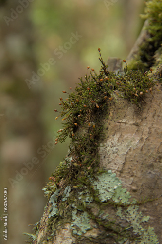 leaf mosses that have sporophytes © Andi
