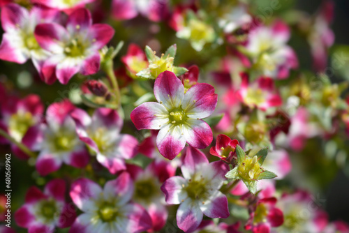 Mossy Saxifrage Pixie Pearls flowers