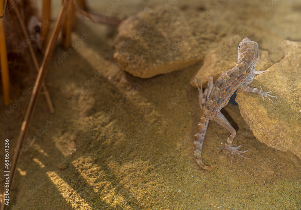 Yellow-brown Gecko on sand and rocks. Yellow-brown Gecko on sand and rocks.