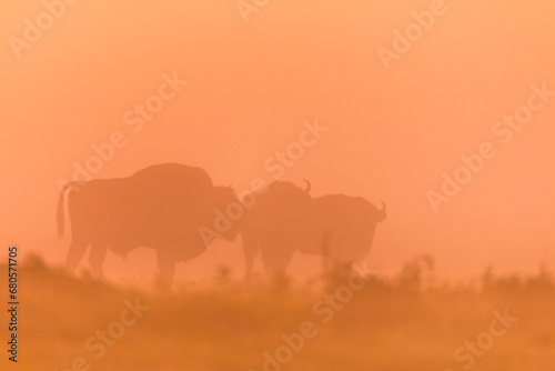 European bison at sunrise - European bison