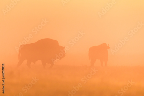 European bison at sunrise - European bison © szczepank
