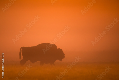 European bison at sunrise - European bison © szczepank