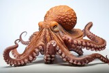 Octopus Contemplating Life on Clean, Pristine Surface