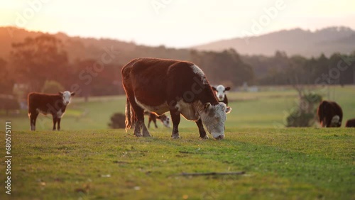 Regenerative Stud Angus, wagyu, Murray grey, Dairy and beef Cows and Bulls grazing on grass and pasture in a field. The animals are organic and free range, being grown on an agricultural farm	
 photo