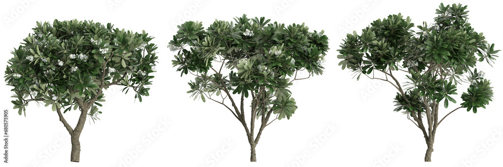3d illustration of set Plumeria Obtusa tree isolated on transparent background