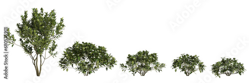 Fototapeta 3d illustration of set Gardenia Jasminoides tree isolated on transparent background
