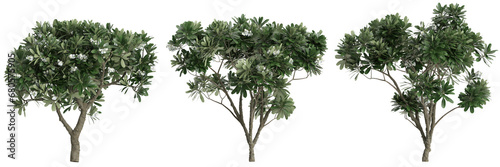 3d illustration of set Plumeria Obtusa tree isolated on transparent background photo