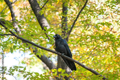 A big black crow or raven is standing on cut timber stump with background of greenery environment at the public park. Animal portrait photo. © Nattawit