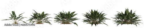3d illustration of set Philodendron X Xanadu bush isolated on transparent background