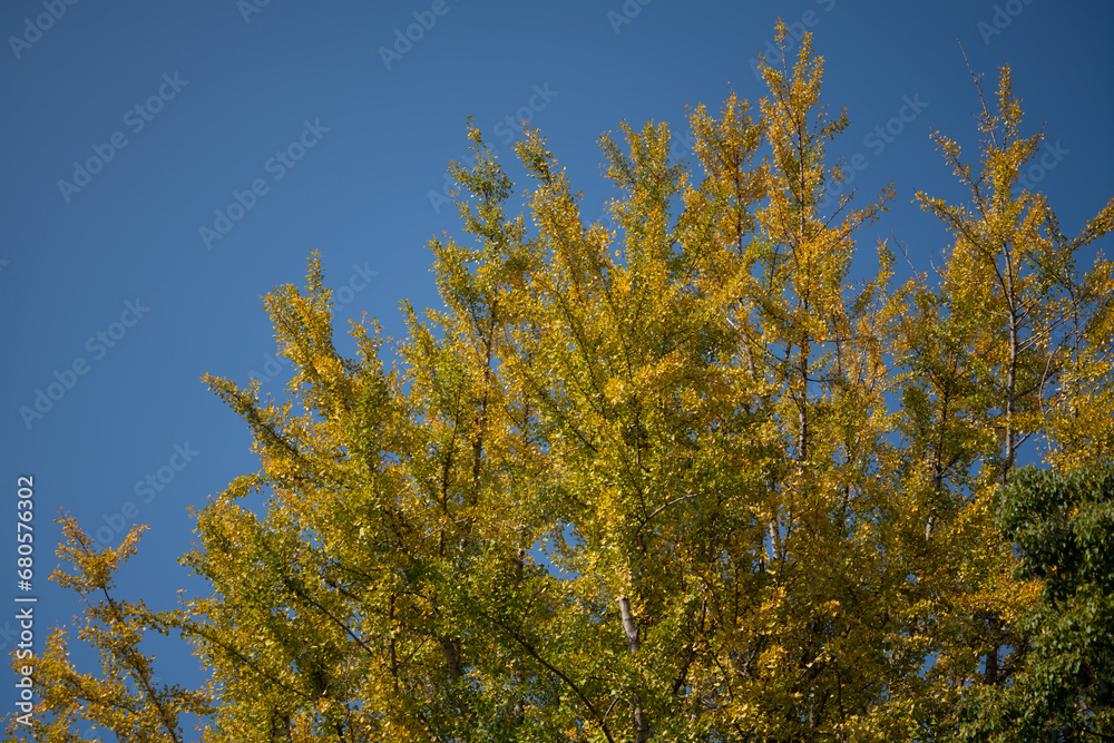 Ginkgo tree with vibrant yellow leaf in autumn seasonal on blue sky background. Nature and outdoor photo. Ginkgo tree with vibrant yellow leaf in autumn seasonal on blue sky background. Nature and outdoor photo.