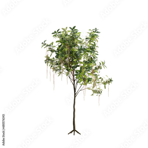 3d illustration of Barringtonia Acutangula tree isolated on transparent background