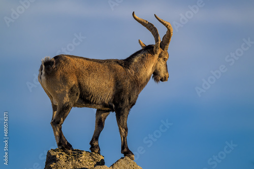 Cabra montesa en la Sierra de Guadarrama photo