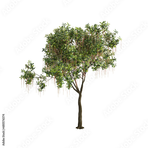 3d illustration of Barringtonia Acutangula tree isolated on transparent baclground