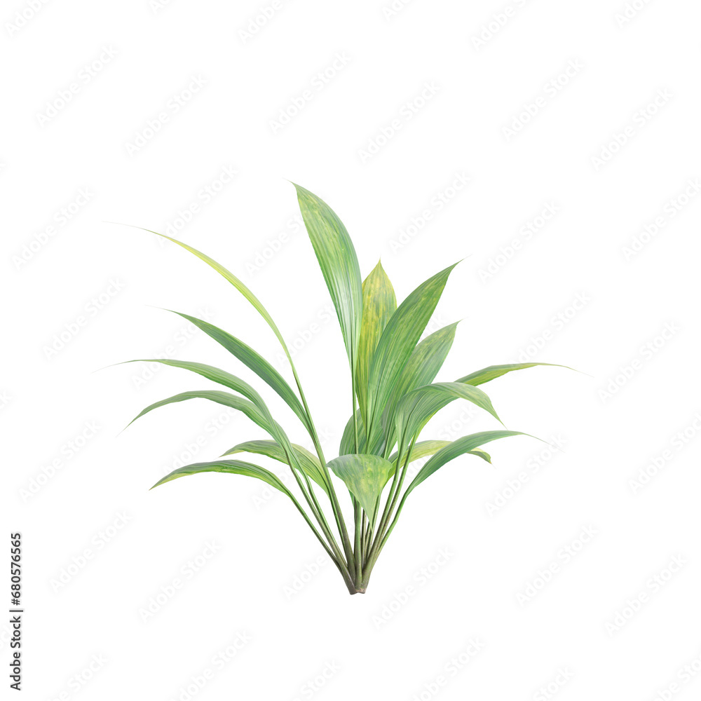 3d illustration of Capitulata Palm Grass isolated on transparent background