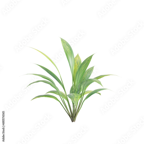 3d illustration of Capitulata Palm Grass isolated on transparent background