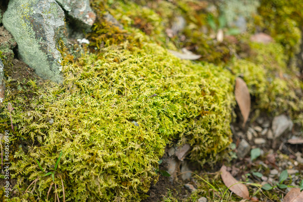 Close-up at greenery moss growth on ground in the garden. Nature and outdoor photo. Close-up at greenery moss growth on ground in the garden. Nature and outdoor photo.