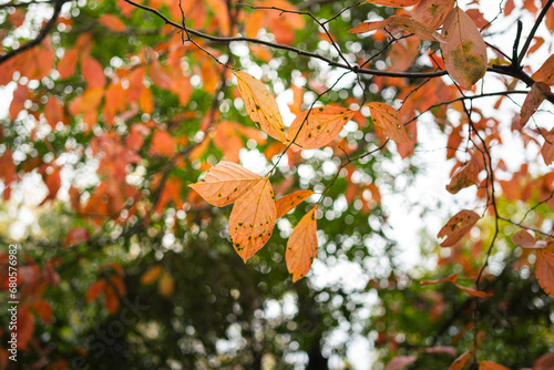 Bright red and orange tree leaf in autumn season. Natural background photo scene. Close-up and selective focus. 