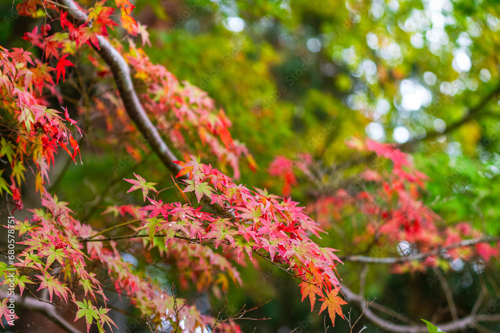Bright red and orange tree leaf in autumn season. Natural background photo scene. Close-up and selective focus. Bright red and orange tree leaf in autumn season. Natural background photo scene. Close-up and selective focus.