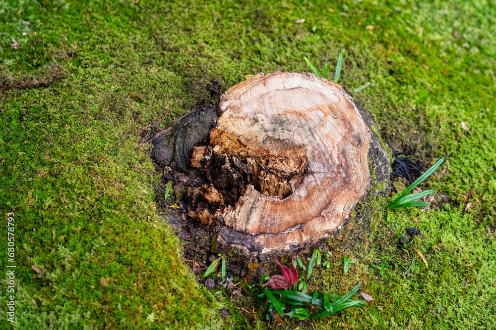 A cut tree stump on the greenery moss ground at the rainforest jungle environment. Nature photo scene. A cut tree stump on the greenery moss ground at the rainforest jungle environment. Nature photo scene.