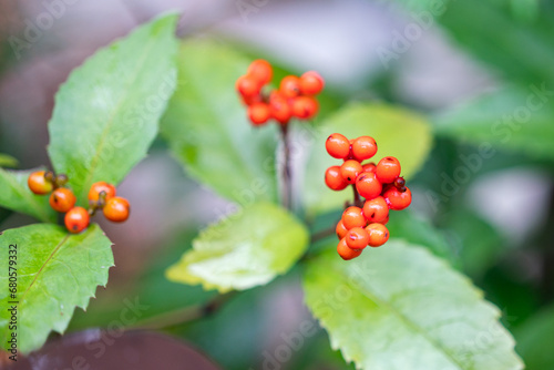 Japanese beautyberry or Callicarpa tree with vibrant red bush on the branch. Plantation in nature. Close-up and selective focus. photo