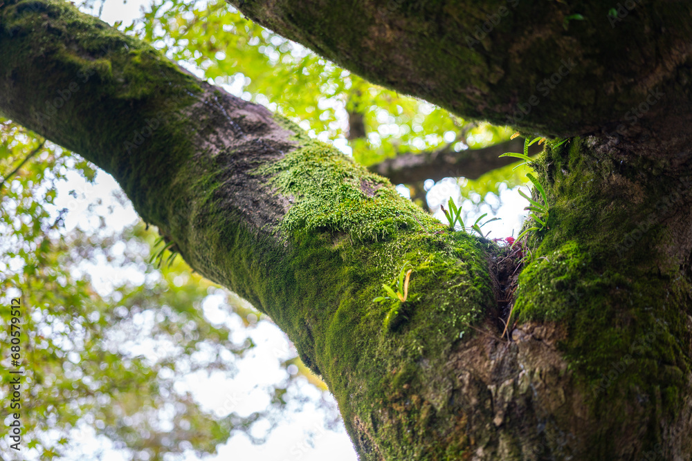 Fototapeta premium A beautiful big tree with greenery moss is growth on the trunk in the rainforestt jungle. Nature scene freshness photo. Selective focus.