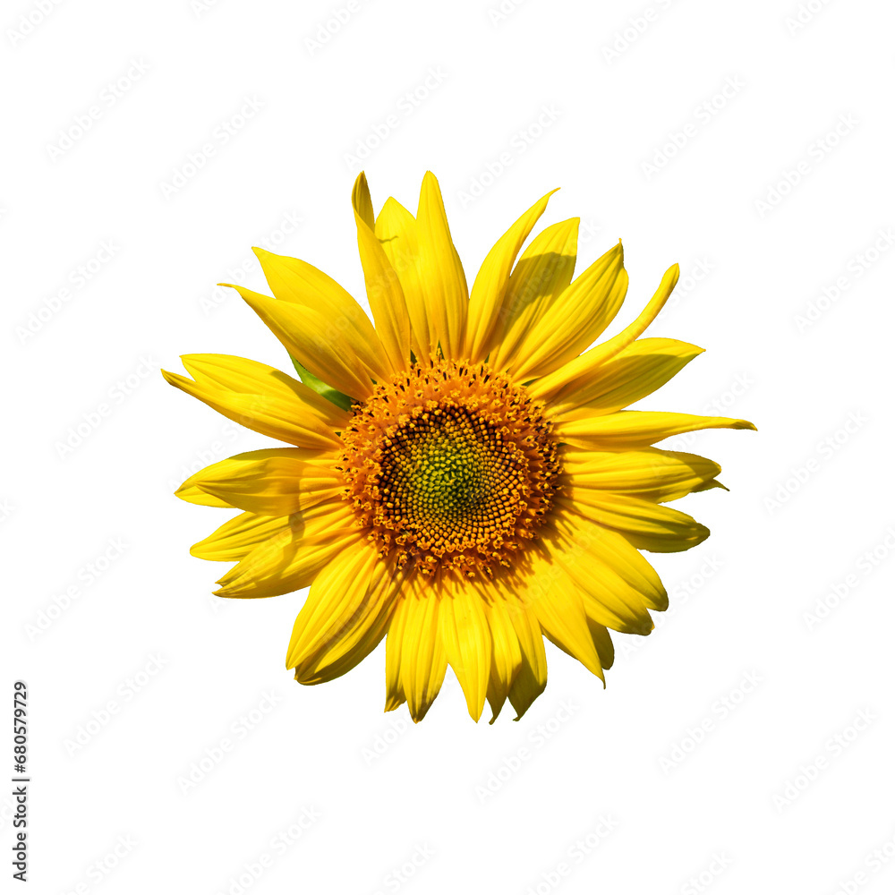 The striking yellow petals and the brown center of a sunflower take center stage, contrasted by the pure white background, capturing the inherent beauty and vitality of nature. The striking yellow petals and the brown center of a sunflower take center stage, contrasted by the pure white background, capturing the inherent beauty and vitality of nature.