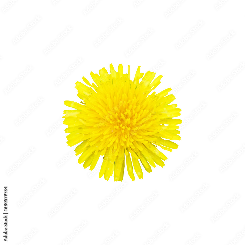 A bright yellow dandelion flower head is captured in detail on a white backdrop. A bright yellow dandelion flower head is captured in detail on a white backdrop.