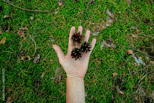Brązowa szyszka na męskiej dłoni. Trawa, mech w lesie. 3 szyszki w naturalnym środowisku na trawniku