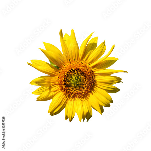The striking yellow petals and the brown center of a sunflower take center stage, contrasted by the pure white background, capturing the inherent beauty and vitality of nature.