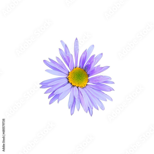 A close-up of a purple daisy with a yellow center.