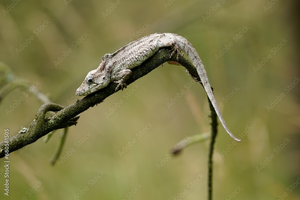 Anolis barbatus (western bearded anole) is a species of anole lizard from Western Cuba. The length of many lizards toes and limbs can often tell where specific lizards spend their time. Anolis barbatus (western bearded anole) is a species of anole lizard from Western Cuba. The length of many lizards toes and limbs can often tell where specific lizards spend their time.