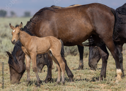 Wild Horse Mare and Foal in Summer in the Wyoming Desert