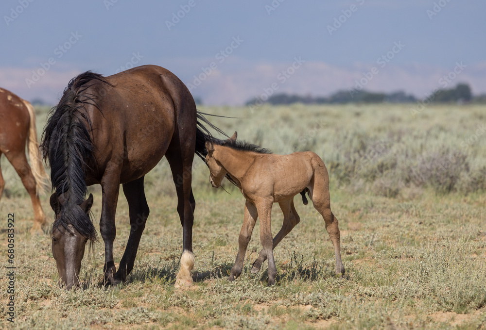 Wild Horse Mare and Foal in Summer in the Wyoming Desert